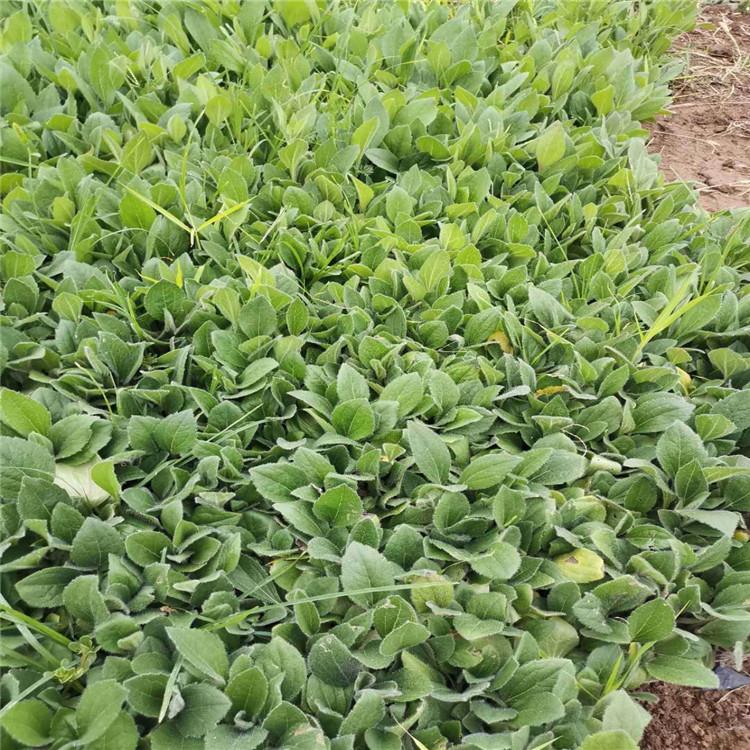 黑心菊销售 黑心菊价格 黑心菊批售