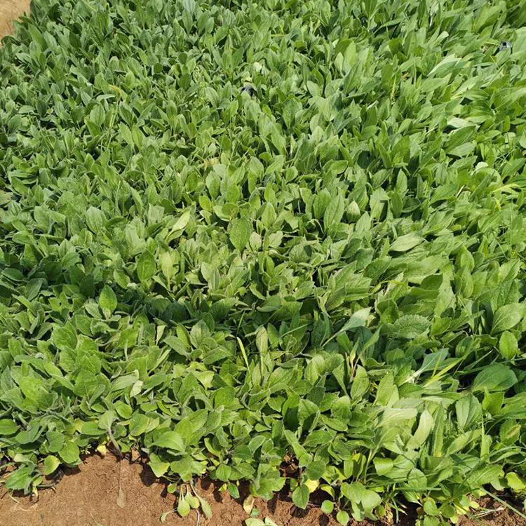 黑心菊种植基地 黑心菊批发报价 黑心菊苗
