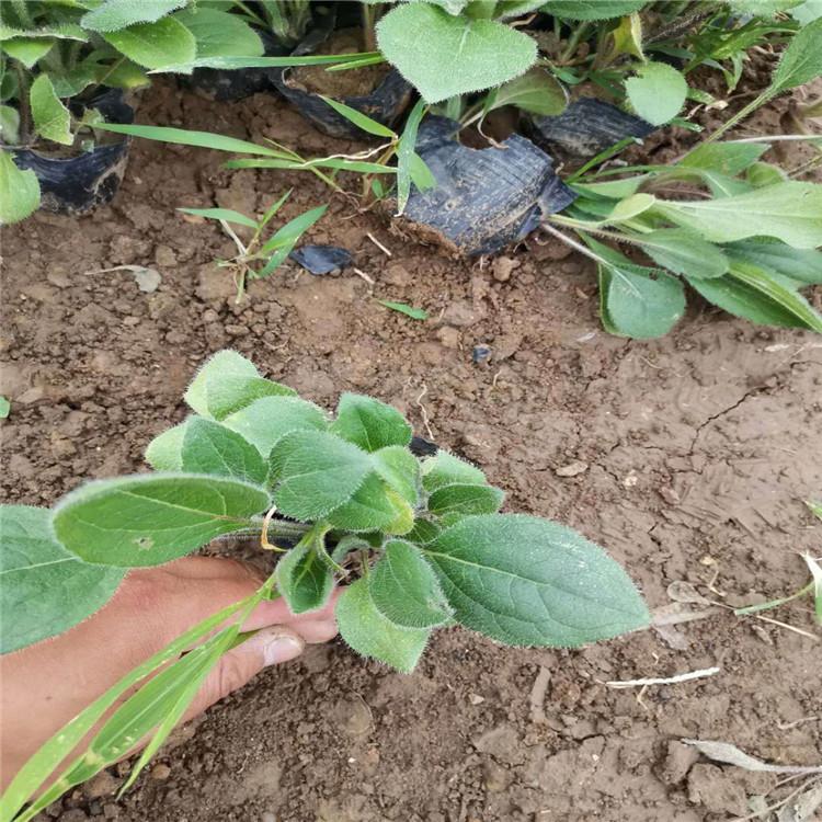 黑心菊供应 黑心菊报价 黑心菊小苗