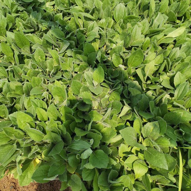 黑心菊培育 黑心菊批发报价 黑心菊杯苗
