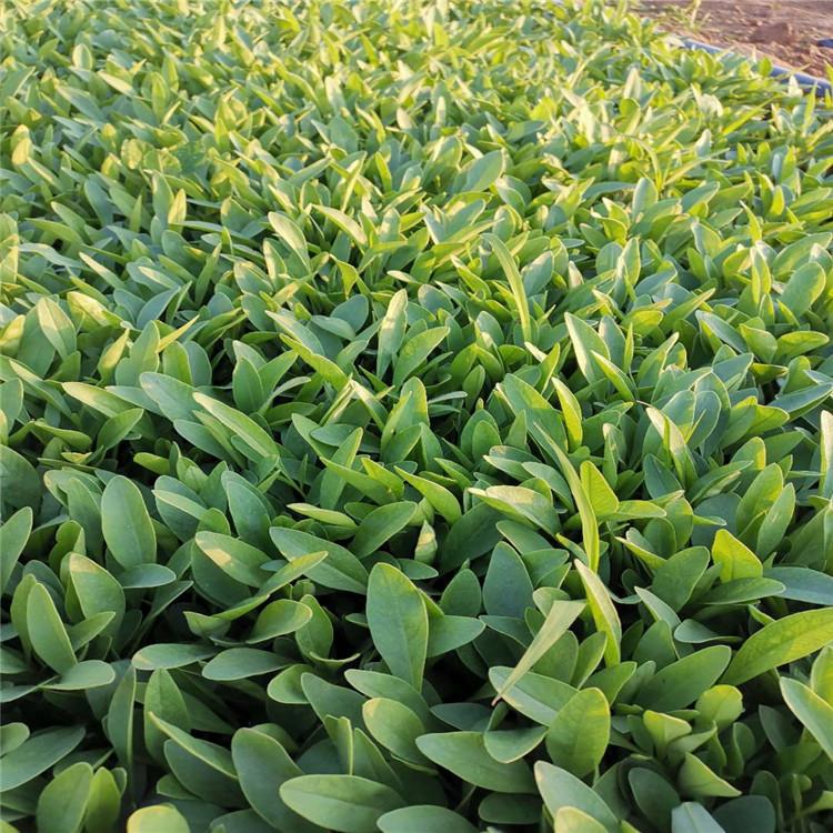 金鸡菊出售 观花金鸡菊种植基地