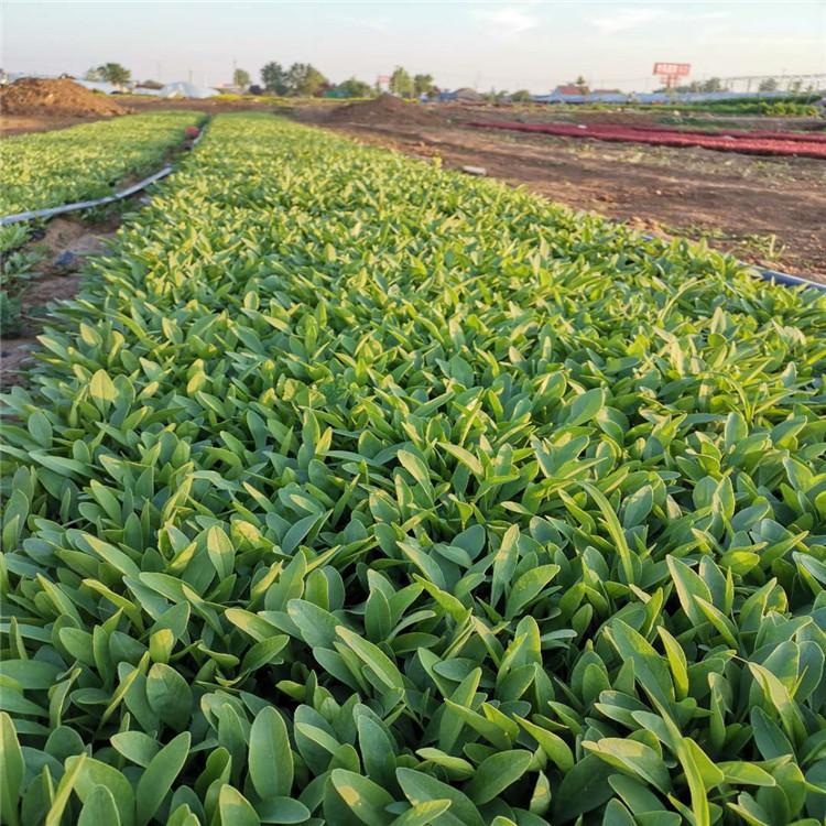 金鸡菊 批发金鸡菊小苗 金鸡菊花苗种植基地