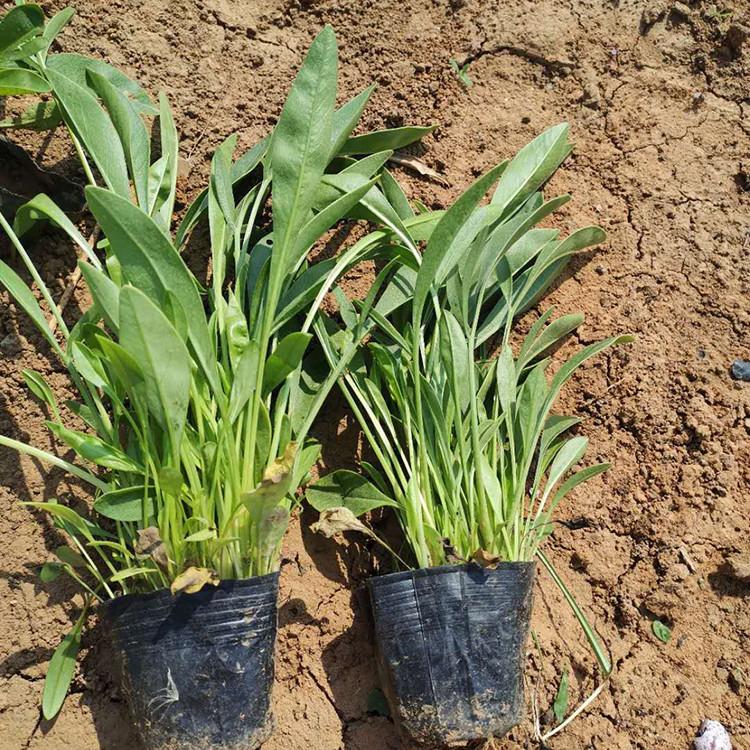 金鸡菊种植 观赏金鸡菊价格