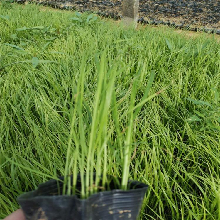 种植户直供 狼尾草批发 狼尾草供货商