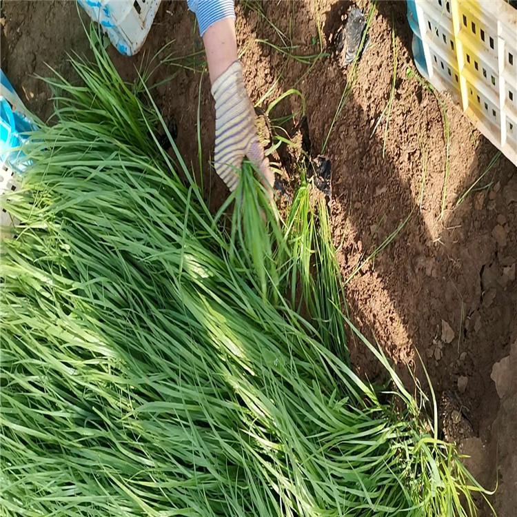 保质保量 狼尾草报价 狼尾草供应