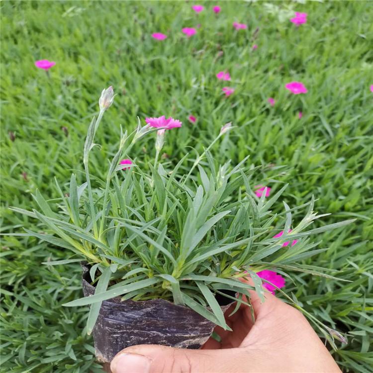 丛生欧石竹 欧石竹培育 保质保量
