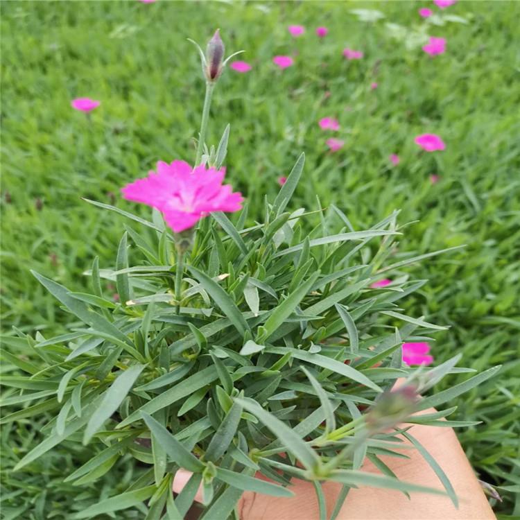 观赏欧石竹 欧石竹培育基地 基地出售