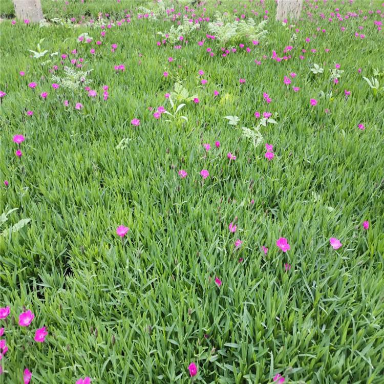观花欧石竹 欧石竹培育 基地直供
