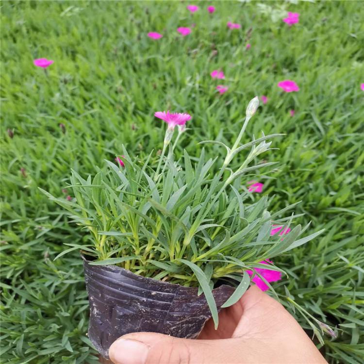 观花欧石竹 欧石竹供应商 基地出售