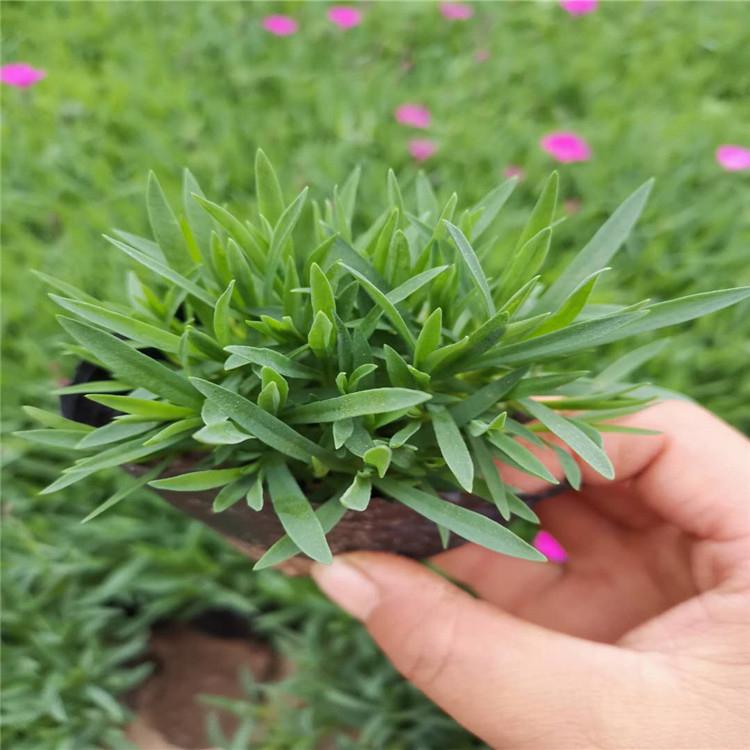 欧石竹 启景花卉 山东欧石竹基地 基地优价出售欧石竹