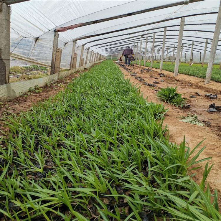 蛇鞭菊报价 青州蛇鞭菊批发商 蛇鞭菊供货商