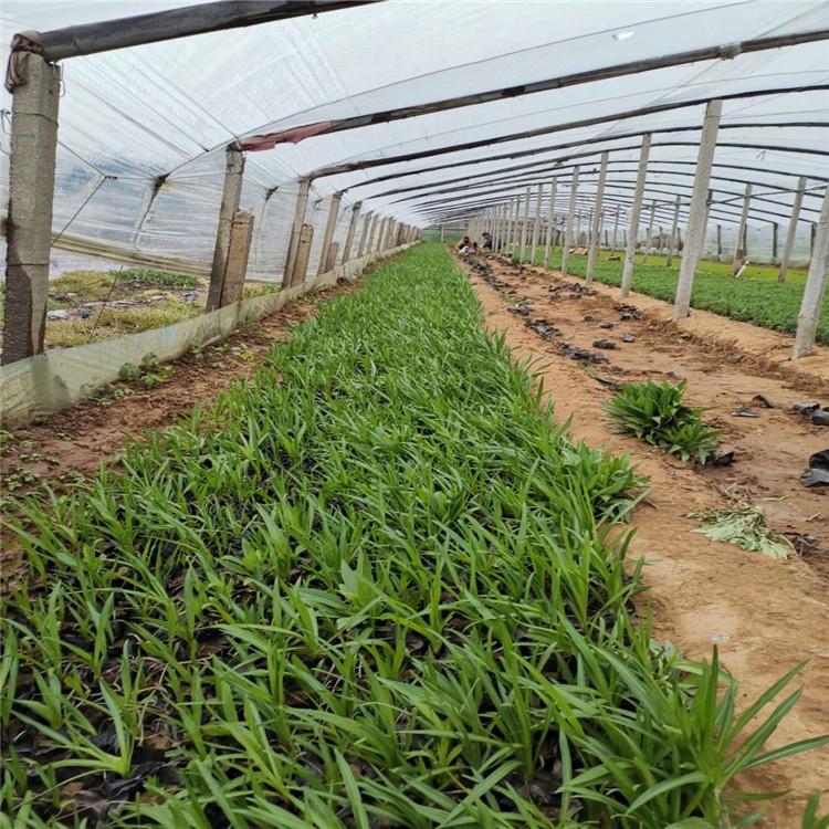 江苏蛇鞭菊批发商 蛇鞭菊幼苗 蛇鞭菊基地 蛇鞭菊小苗