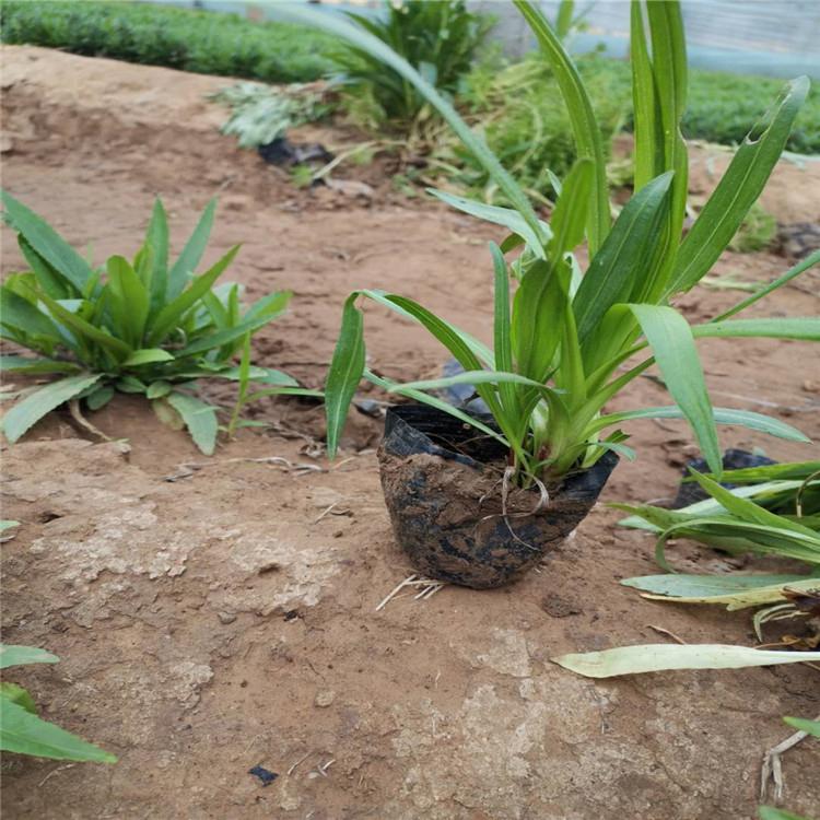 蛇鞭菊  蛇鞭菊基地直供 蛇鞭菊种植基地