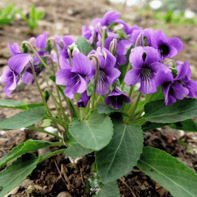 山东小区绿化紫丁花养殖基地