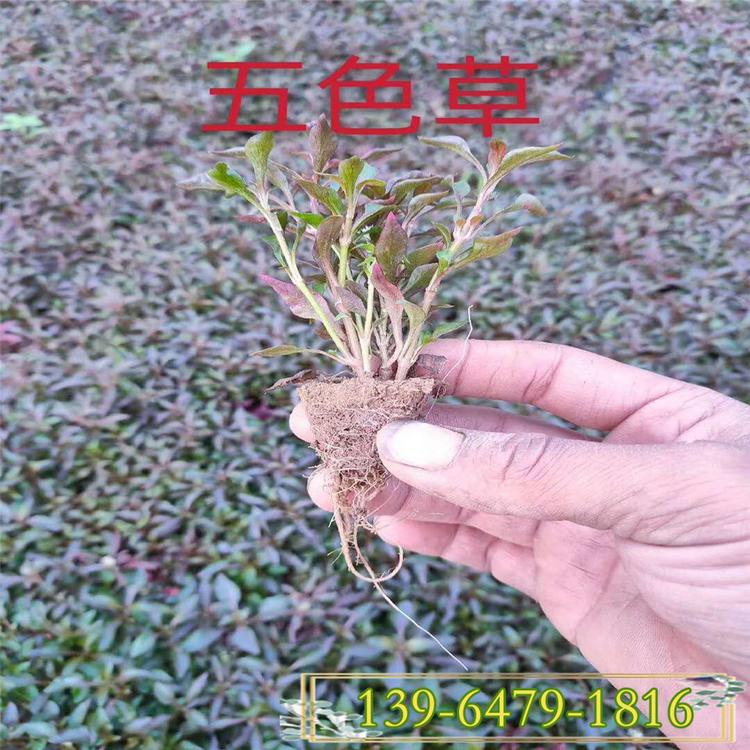 山东彩诺园艺大量供应五色草盆苗 做造型美观大方 景观绿雕专用草