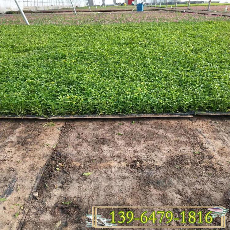 植物花卉造型五色草批发 红草绿草黄草基地 穴盘五色草价格