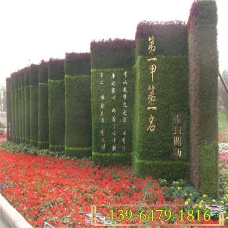 五色草小苗 五色草价格 花球花柱绿雕用草