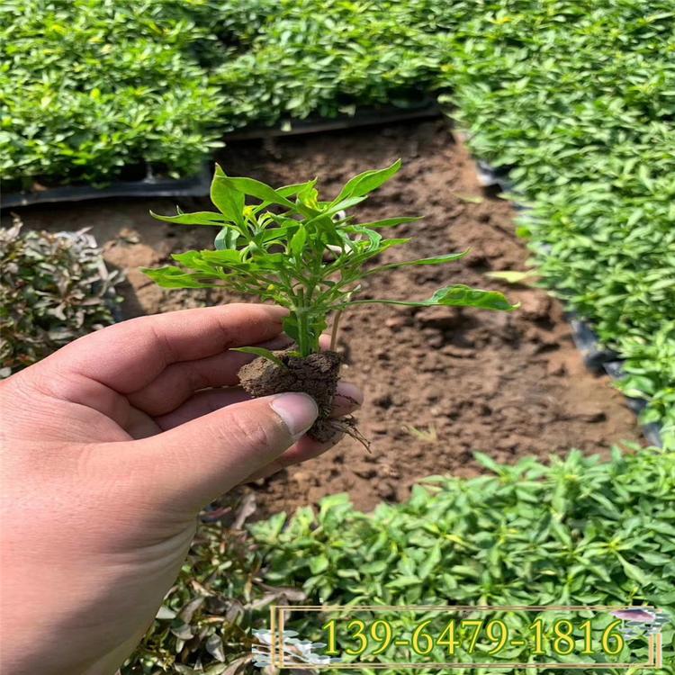 穴盘苗五色草 营养钵五色草 广场立体雕塑用花