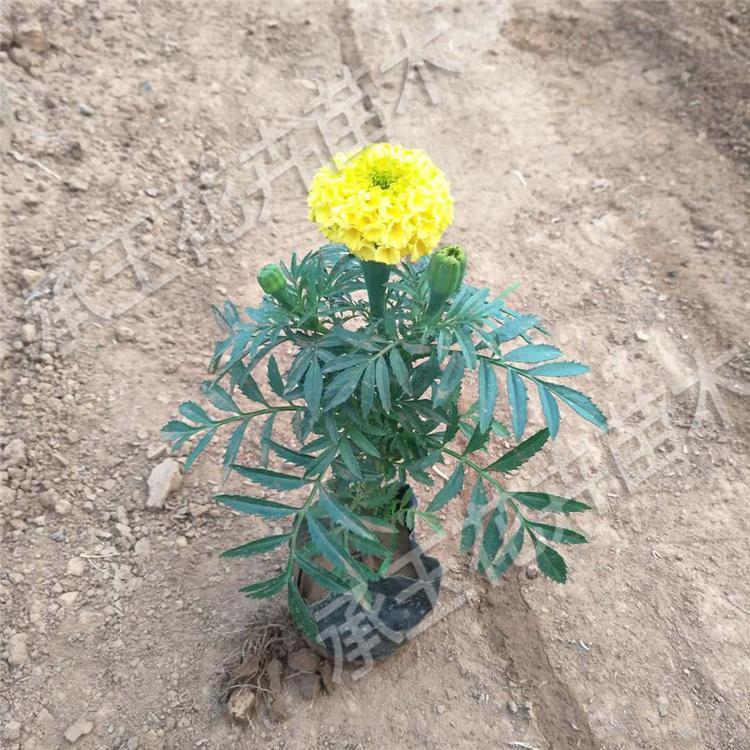 万寿菊杯苗 万寿菊宿根花卉