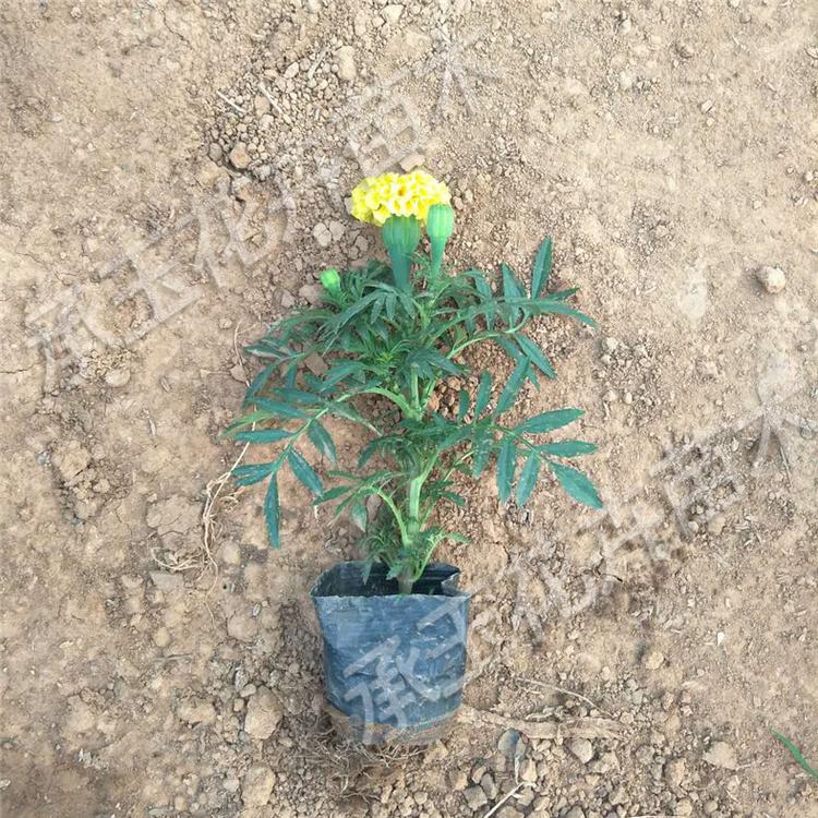 万寿菊常年供应 万寿菊绿化苗木