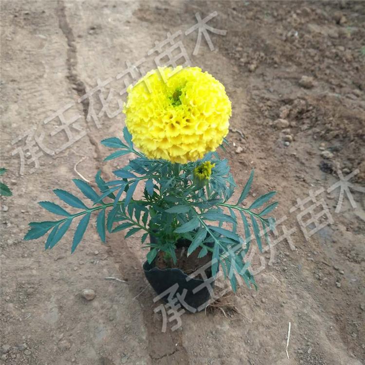 万寿菊草花批发 万寿菊景观工程苗