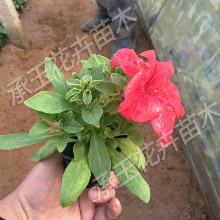 矮牵牛上车价 矮牵牛绿化花卉