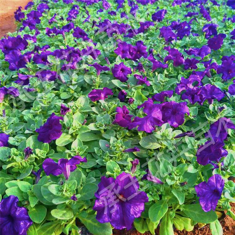 矮牵牛市场基地 矮牵牛绿化花卉
