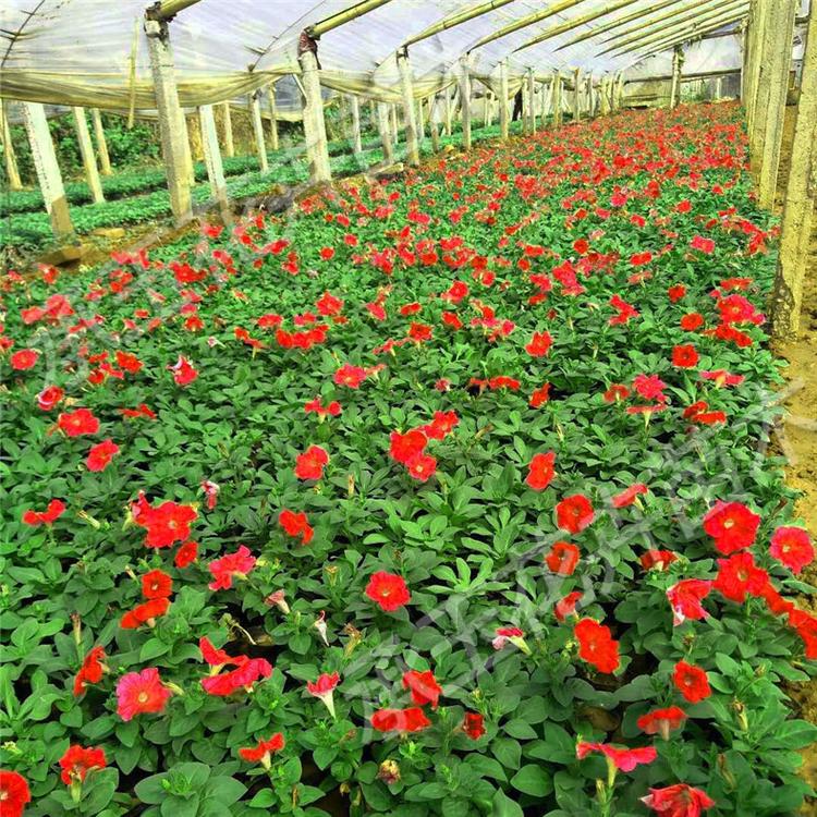 矮牵牛种植基地 矮牵牛观赏植物
