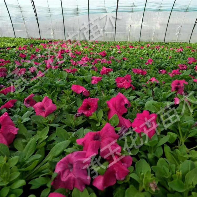 矮牵牛工程苗 矮牵牛地被植物
