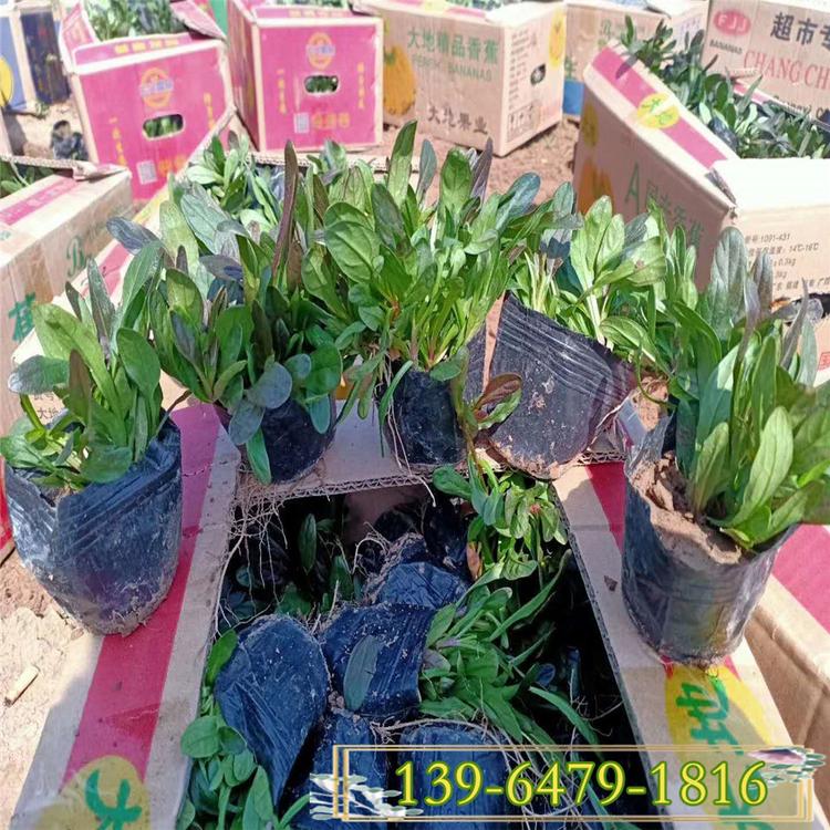 山东多花筋骨草 白毛夏枯草价格 筋骨草小苗价格
