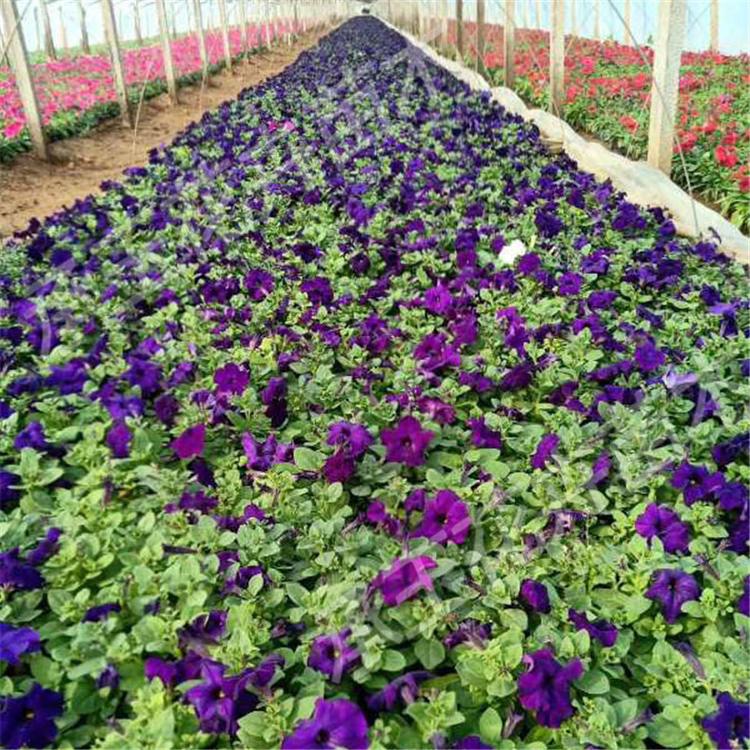 矮牵牛市场基地 矮牵牛四季草花