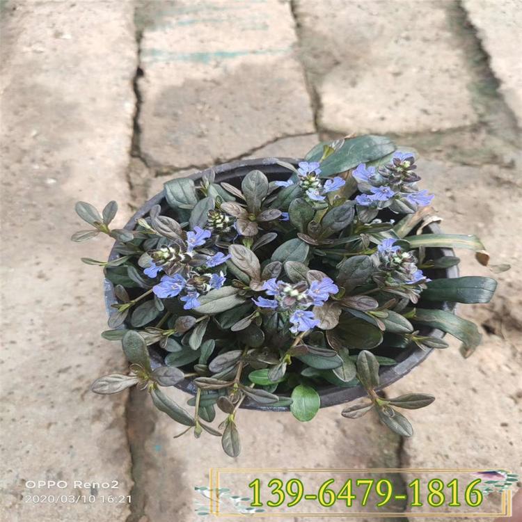 青州筋骨草价格 筋骨草幼苗  筋骨草大量供应