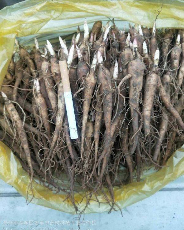 赤芍种苗价格_赤芍苗产地直销