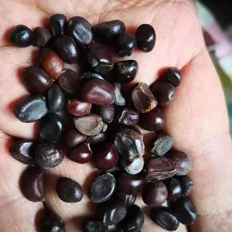 赤芍籽 赤芍种子价格