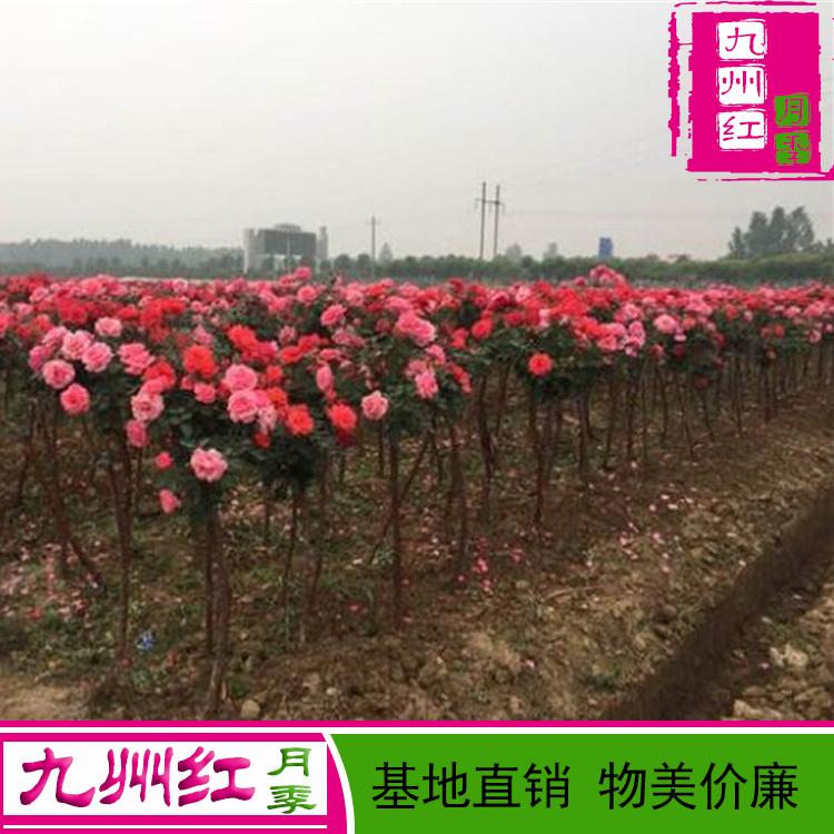 月季树_南阳_九州红_树状月季批发_基地直销