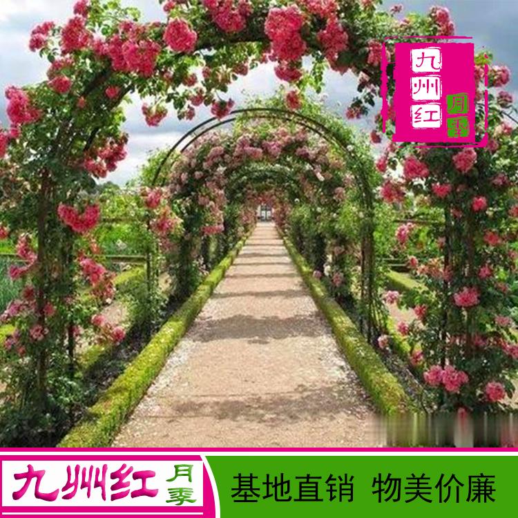 造型月季_南阳_九州红_拱门月季厂家批发_欢迎订购
