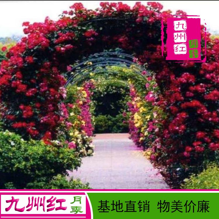 造型月季_南阳_九州红_拱门月季厂家_欢迎订购
