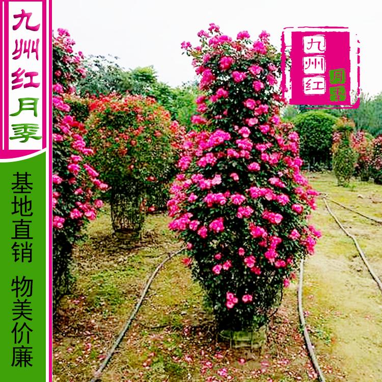 造型月季_南阳_九州红_月季花瓶厂家批发_欢迎订购