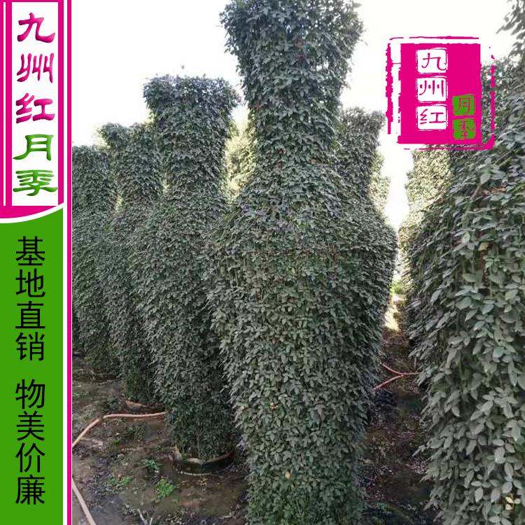 造型月季_南阳_九州红_月季花瓶批发_欢迎订购