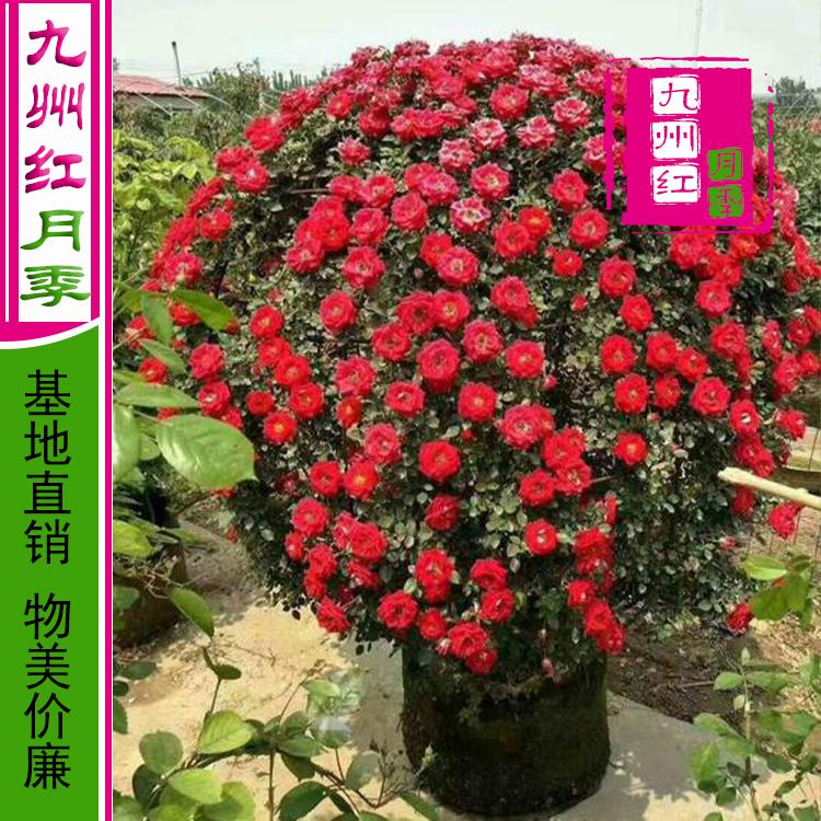 造型月季_南阳_九州红_月季球厂家批发_欢迎订购