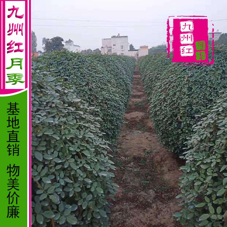 造型月季_南阳_九州红_月季球厂家_欢迎订购