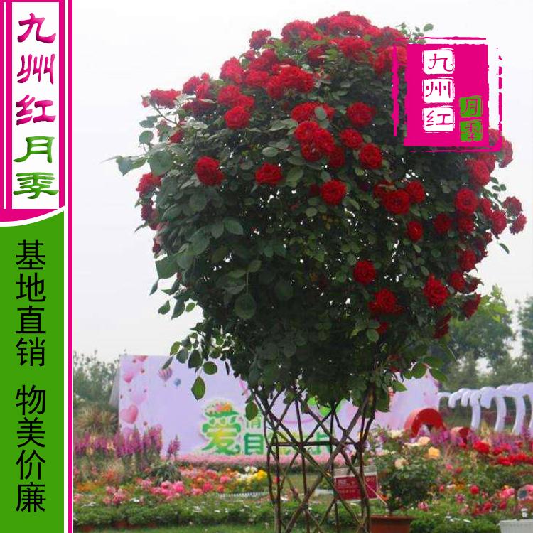 造型月季_南阳_九州红_月季球批发_欢迎订购