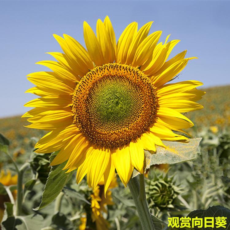 向日葵种子价格