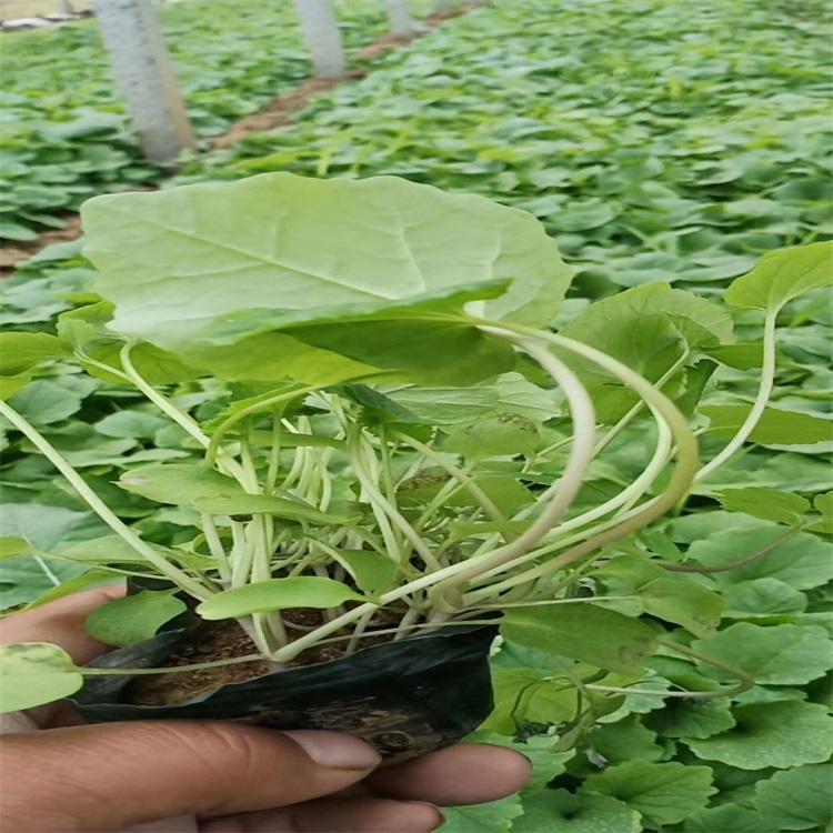 山东大花飞燕草种户 大花飞燕草供应商 大花飞燕草价格