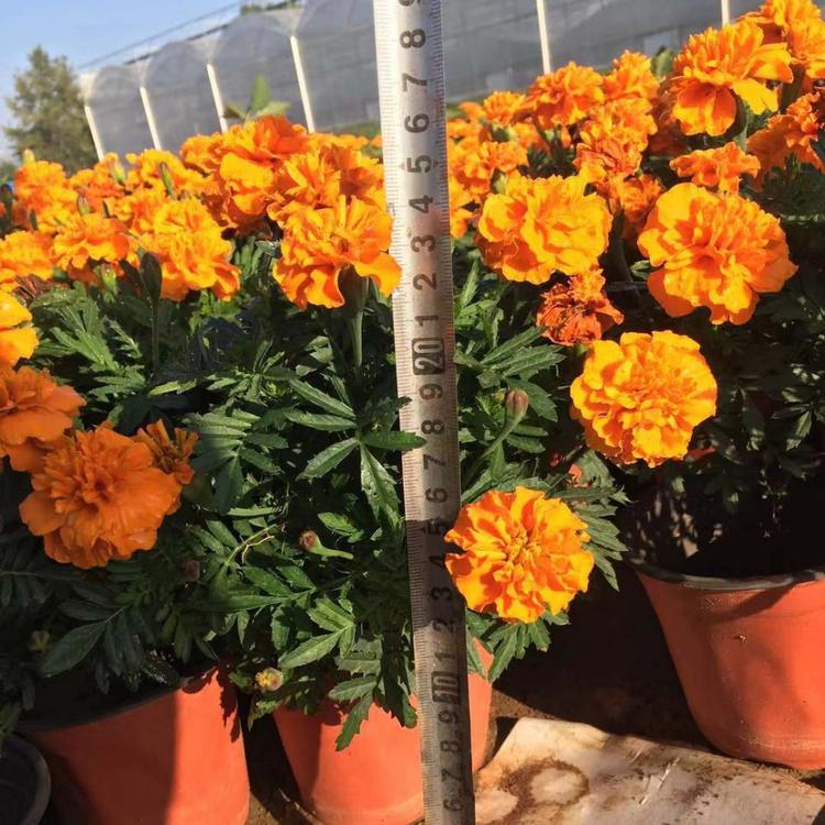 公园花卉繁育基地 公园花卉比较耐活的花卉种类 江瑞园艺基地直供