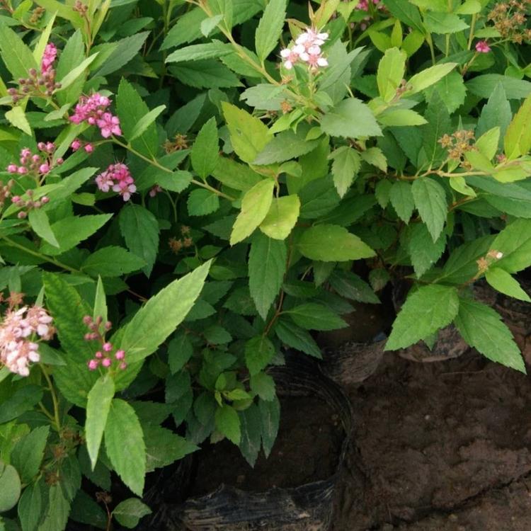 粉花绣线菊供应 粉花绣线菊供应商 山东草花基地 绣线菊杯苗