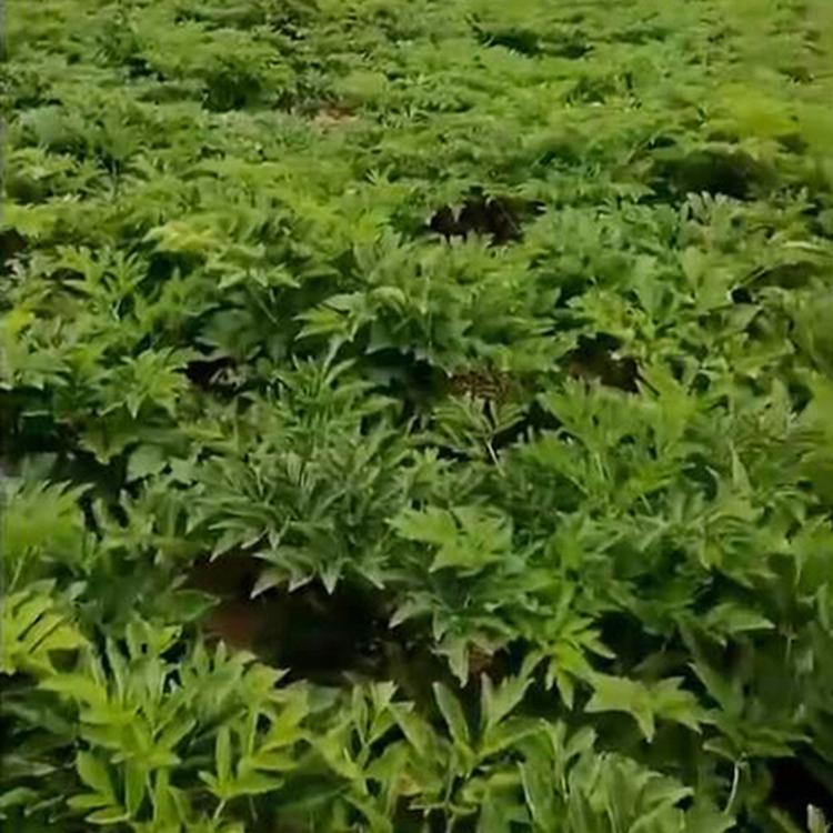 白芷产地 白芷种植技术