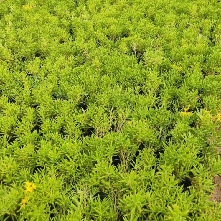 佛甲草批发 佛甲草供应基地 青州花卉种植基地 绿叶佛甲草供应