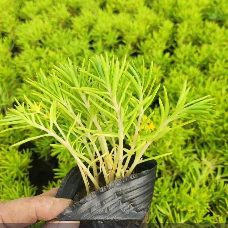 绿叶佛甲草基地  瀚泽 绿叶佛甲草价格 青州花卉种植基地