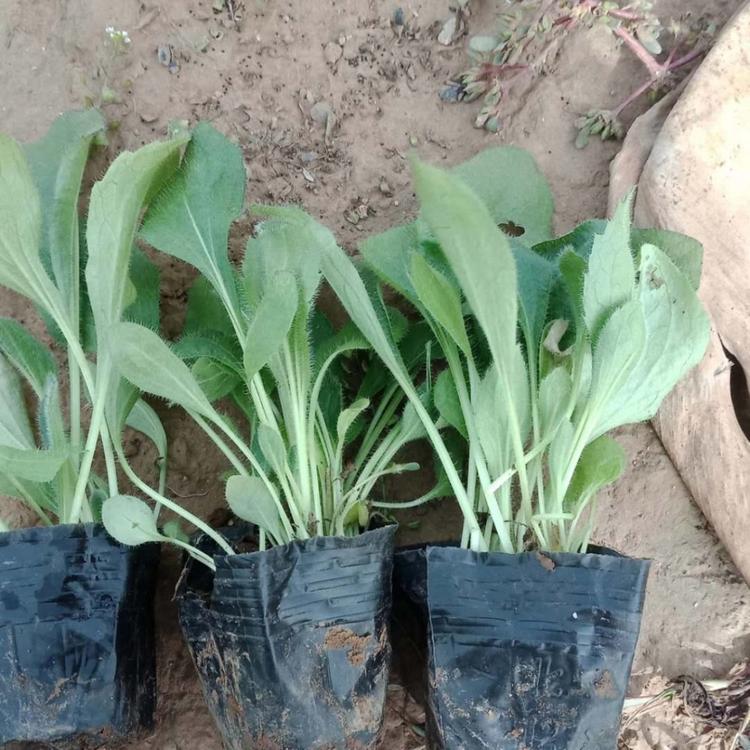 黑心菊供应 黑心菊批发基地 青州草花基地  黑心菊小苗批发 黑心菊杯苗